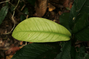 Culcasia panduriformis, young maturing leaf, Campo, Cameroun