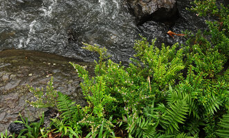 Cuphea hyssopifolia, an escaped garden species from Central America now naturalised as a rheophyte on rocks, erect then plagiotropic leafy stems, Tana Toraja, South Sulawesi