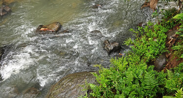 Cuphea hyssopifolia, an escaped species from Central America now naturalised as a rheophyte on rocks in similar fast flowing river, Tana Toraja, South Sulawesi