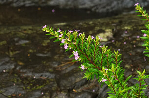 Cuphea hyssopifolia, flowering plagiotropic stem, Tana Toraja, South Sulawesi