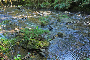 Cuphea utriculosa and Pitcairnia wilburiana as rheophytes, Ram Tzul Natural Reserve, Baja Verapaz, Guatemala