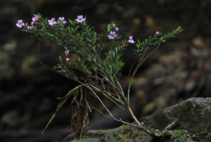 Cuphea utriculosa flowering in its rheophytic habitat, Ram Tzul Natural Reserve, Baja Verapaz, Guatemala