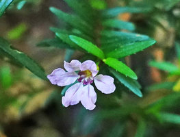 Cuphea utriculosa, flower, Ram Tzul Natural Reserve, Baja Verapaz, Guatemala
