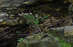 Cuphea utriculosa, rheophytic shrub rooted on exposed rock, Ram Tzul Natural Reserve, Baja Verapaz, Guatemala