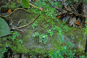 Cuphea utriculosa seedlings on mossy rock, the dust seeds being able to successfully germinate only on naked substratum not covered by tree leaf litter, Ram Tzul Natural Reserve, Baja Verapaz, Guatemala
