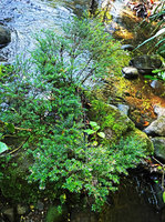 Cuphea utriculosa, subshrubs on mossy rocks in fast flowing forest river, Ram Tzul Natural Reserve, Baja Verapaz, Guatemala