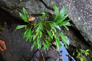 Curcuma albiflora, adult plant with infructescence and longitudinally slit leaves due to strong water current during recurrent flash floods, Makandawa, Kitulgala, Sri Lanka