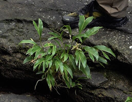 Curcuma albiflora, all leaves longitudinally teared along the midrib due to intermittent strong water currents, thus similar to the bifid leaves of the rheophytic Cyclanthaceae, Makandawa, Kitulgala, Sri Lanka