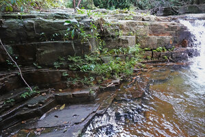 Curcuma albiflora and other rheophytic species in the intermittent waterfall habitat, Makandawa, Kitulgala, Sri Lanka