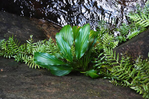 Curcuma albiflora, an individual with entire intact leaves thanks to protection by the vertical rock face just above, Makandawa, Kitulgala, Sri Lanka