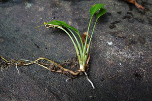Curcuma albiflora, distichous leaves and slightly swollen roots, Makandawa, Kitulgala, Sri Lanka