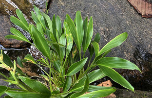 Curcuma albiflora, secondarily Cyclanthaceae like bifid leaves due to a slit along the midrib, Makandawa, Kitulgala, Sri Lanka