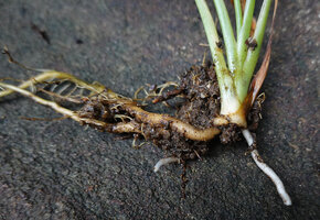 Curcuma albiflora, slightly tuberous stem base and slightly swollen roots, Makandawa, Kitulgala, Sri Lanka