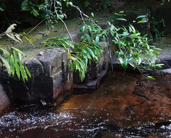 Curcuma albiflora with recumbent leaves due to a recent flash flood in the waterfall, Makandawa, Kitulgala, Sri Lanka