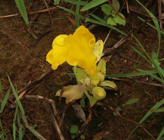 Curcuma oligantha, bracts with pink tip and large bright yellow flowers, Karnataka, India