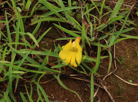 Curcuma oligantha flowering among grasses, Karnataka, India