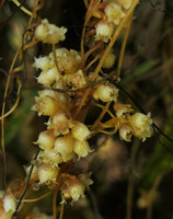 Cuscuta kilimanjari, flowers close up, Zomba, Malawi
