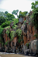 Cussonia paniculata and other trees thriving only on the vertical cliffs protected from grazing and savanna fires, Royal Natal NP, Drakensberg, South Africa