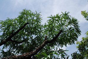 Cussonia paniculata, branches, Royal Natal NP, South Africa