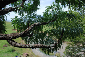 Cussonia paniculata on cliff overhanging a river, Royal Natal NP, South Africa
