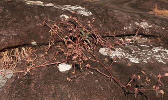 Cyanotis arachnoidea in sandstone crack, perennial central leaf rosette and basal long axillary seasonal flowering stems, dry leaves on left are probably from Boesenbergia alba, Phu Hin Rong Kla NP, Phitsanulok, Thailand