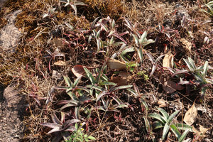 Cyanotis arachnoidea on sandstone slab during the dry season, Phu Hin Rong Kla NP, Phitsanulok, Thailand