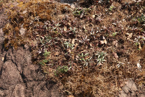 Cyanotis arachnoidea on sandstone slab, Phu Hin Rong Kla NP, Phitsanulok, Thailand