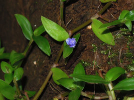 Cyanotis cf. axillaris as a rheophyte creeping on rocks in a waterfall, flower, Padawan, Kuching, Borneo