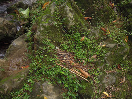 Cyanotis cf. axillaris as a rheophyte creeping on rocks in a waterfall, Padawan, Kuching, Borneo