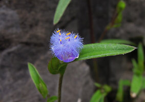 Cyanotis cristata, Kunming, Chine