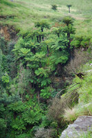 Cyathea dregei population along vertical cliff, Blyde River Canyon, Mpumalanga, South Africa