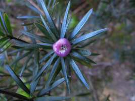 Cyathodes glauca, berry close-up, Mount Wellington, Tasmania