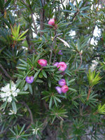 Cyathodes glauca, flowers and berries, Mount Wellington, Tasmania