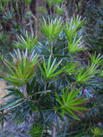 Cyathodes glauca, Mount Wellington, Tasmania