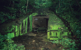 Cyathodium cavernarum exhibiting bright green iridescence on vertical stone walls of a ruin, now in forest understory, Gandhi NP, Bombay