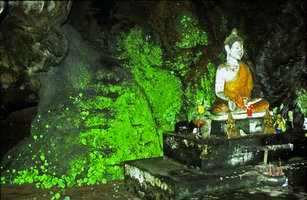 Cyathodium foetidissimum and Rhynchoglossum obliquum, two green iridescent species on shaded humid cave stone wall around Buddha statue, Ranong, Thailand