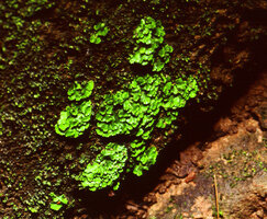 Cyathodium sp., green iridescence of the thallus at a cave entrance, Chapada do Araripe, Northeastern Brazil