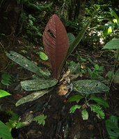 Cybianthus anthuriophyllus, medium sized individual with bronzy red leaf lower surface, Yasuni NP, Ecuador