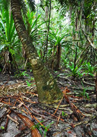 Cycas bougainvilleana, enlarged base of the trunk rooting in the coral sand soil of forest understory, Nggatirana, Halisi, Solomon Islands