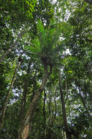 Cycas bougainvilleana in coral beach forest, Ringgi, Kolombangara, Solomon Islands
