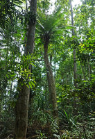 Cycas bougainvilleana in coral beach forest understory, Ringgi, Kolombangara, Solomon Islands