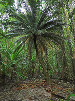 Cycas bougainvilleana in coral island forest understory, Nggatirana, Halisi, Solomon Islands
