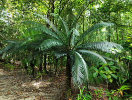 Cycas bougainvilleana in sandy soil of coral island forest understory, Nggatirana, Halisi, Solomon Islands
