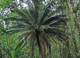Cycas bougainvilleana, leaves crown, Nggatirana, Halisi, Solomon Islands