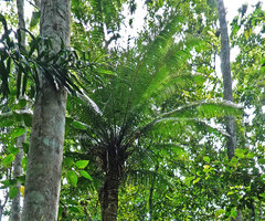 Cycas bougainvilleana, leaves crownt, Ringgi, Kolombangara, Solomon Islands