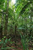 Cycas bougainvilleana, narrow stemmed and few leaved individual in coral beach forest understory, Ringgi, Kolombangara, Solomon Islands