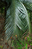 Cycas bougainvilleana, pinnate frond, Nggatirana, Halisi, Solomon Islands