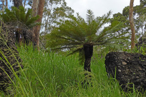 Cycas campestris, black stipe due to annual woodland fires, Port Moresby on the way to Varirata NP, Papua New Guinea