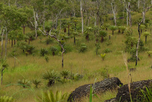 Cycas campestris, dense population in Eucalyptus alba  savannah woodland, Port Moresby on the way to Varirata NP, Papua New Guinea