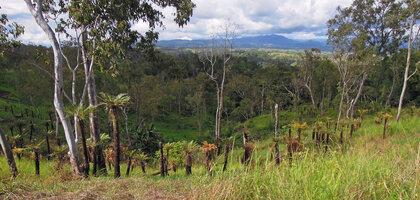 Cycas campestris in annually burnt wooded savannah dominated by Eucalyptus alba, Port Moresby area, Papua New Guinea